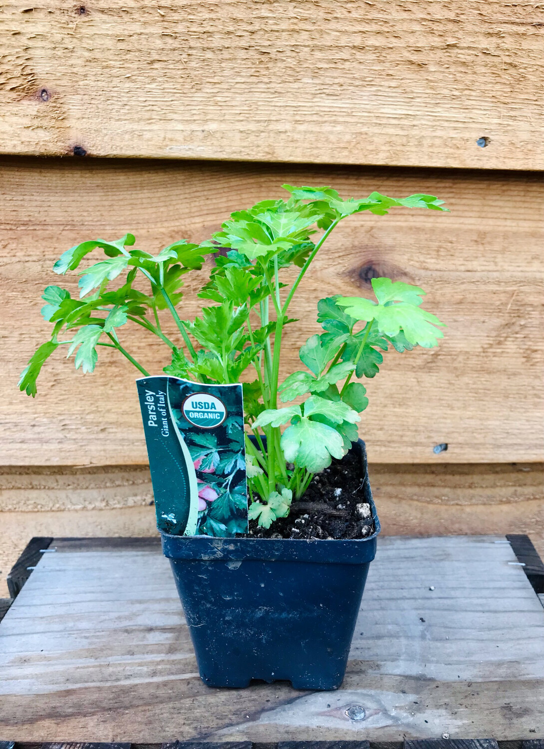 Parsley &#39;Italian&#39; 4&quot;