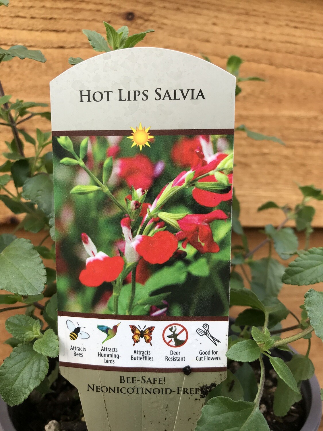 Sage - Garden, Salvia m. &#39;Hot Lips&#39; 1gal