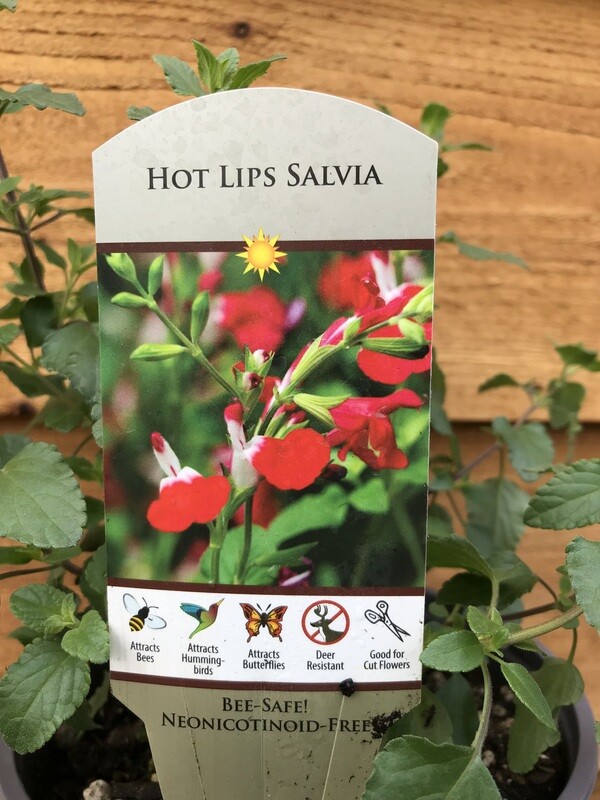 Sage - Garden, Salvia m. &#39;Hot Lips&#39; 1gal