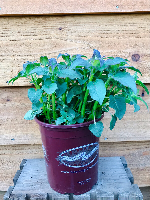 Bee Balm, Monarda Raspberry Wine 1g