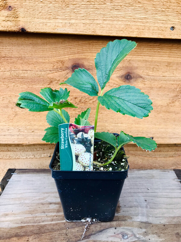 Strawberry &#39;White Carolina&#39; 3.5&quot;