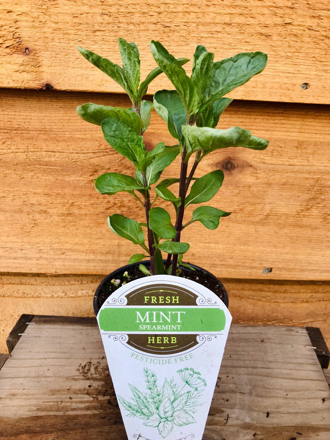 Mint &#39;Spearmint&#39; 4&quot;