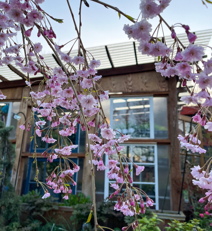 Cherry - Double Weeping, Prunus pendula &#39;Pleno-rosea&#39; 5 Gal