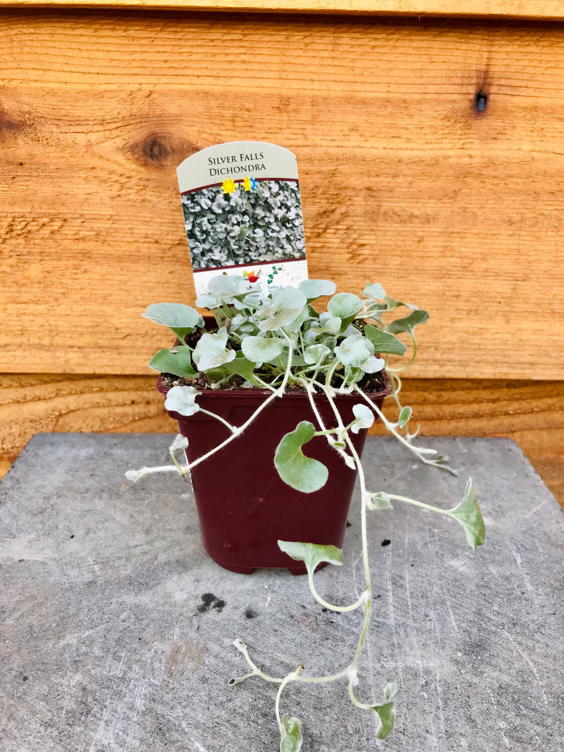Dichondra &#39;Silver Falls&#39; 4&quot;