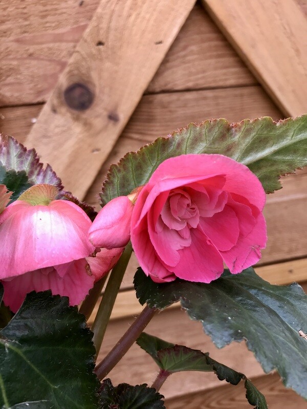 Begonia &#39;Non-Stop Pink&#39; 4&quot;