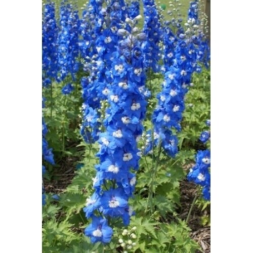 Larkspur, Delphinium e. &#39;Aurora Blue&#39; 1gal