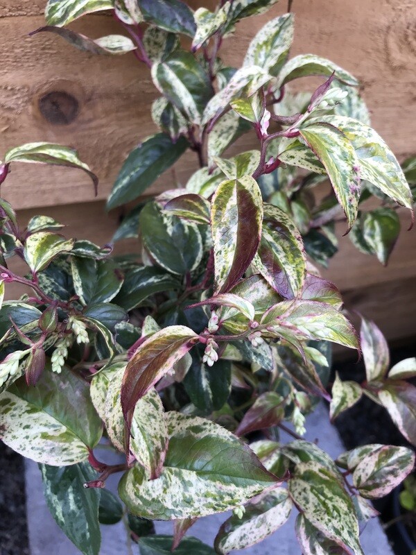 Leucothoe fontanesiana &#39;Rainbow&#39; 1gal