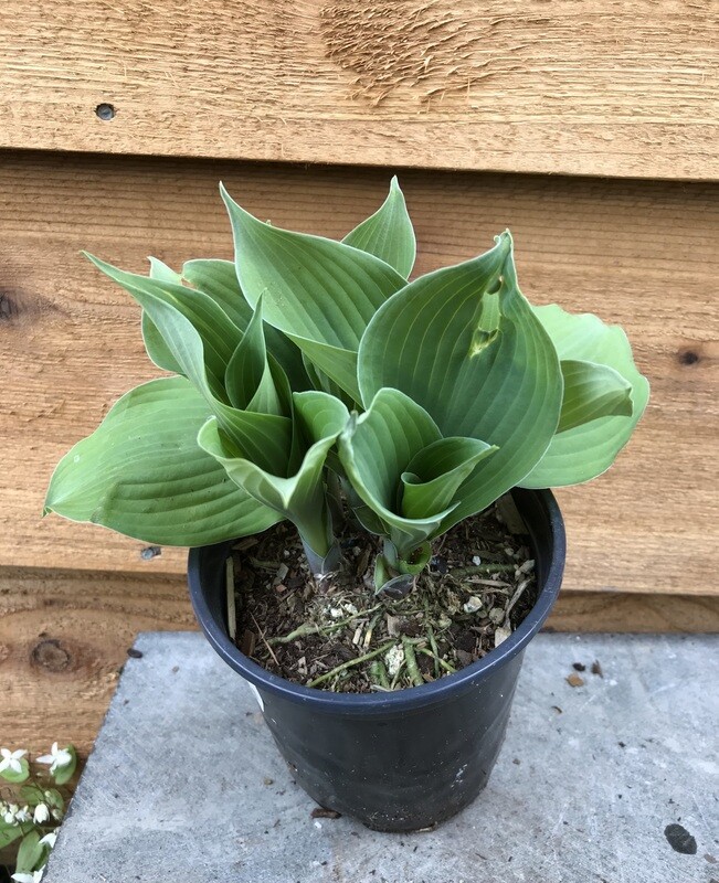 Hosta &#39;Blue Angel&#39; Qt