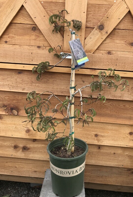 Chocolate Fountain Mimosa 5gal