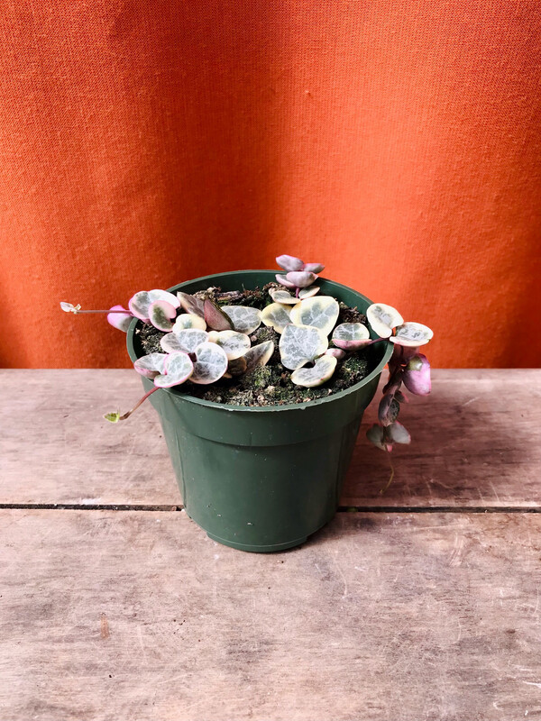 String of Hearts, Ceropegia woodii variegata 4&quot;