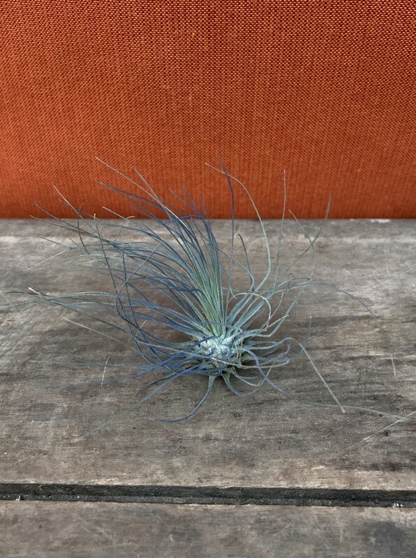 Fuchsii Blue Large (E)