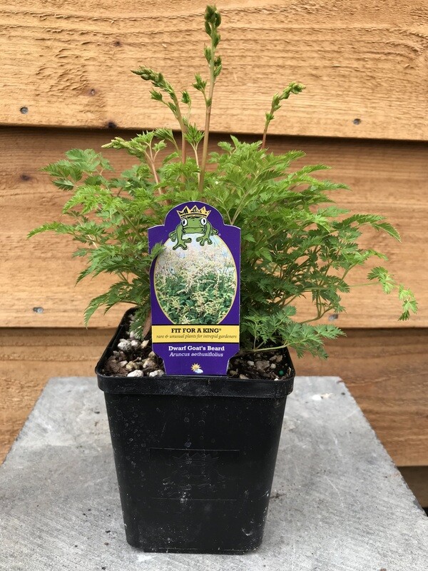 Goat&#39;s Beard dwarf, Aruncus aethusiflolius 4.5&quot;