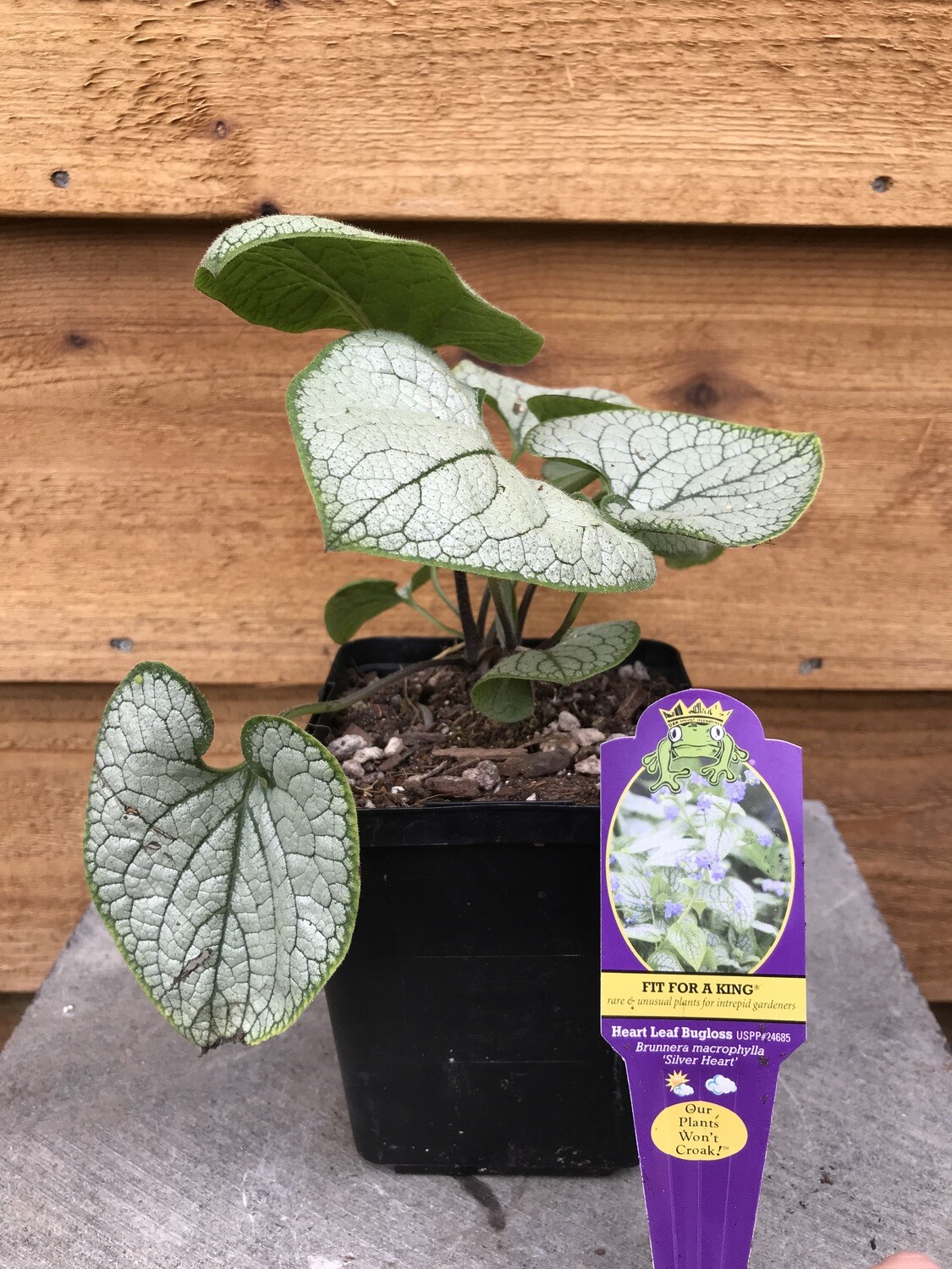 Brunnera macrophylla &#39;Silver Heart&#39; 4.5&quot;
