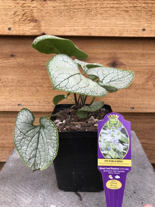 Brunnera macrophylla &#39;Silver Heart&#39; 4.5&quot;