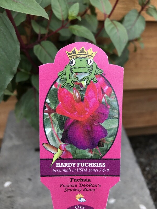 Fuchsia - Hardy, Fuchsia &#39;Debron&#39;s Smokey Blues&#39; 1gal