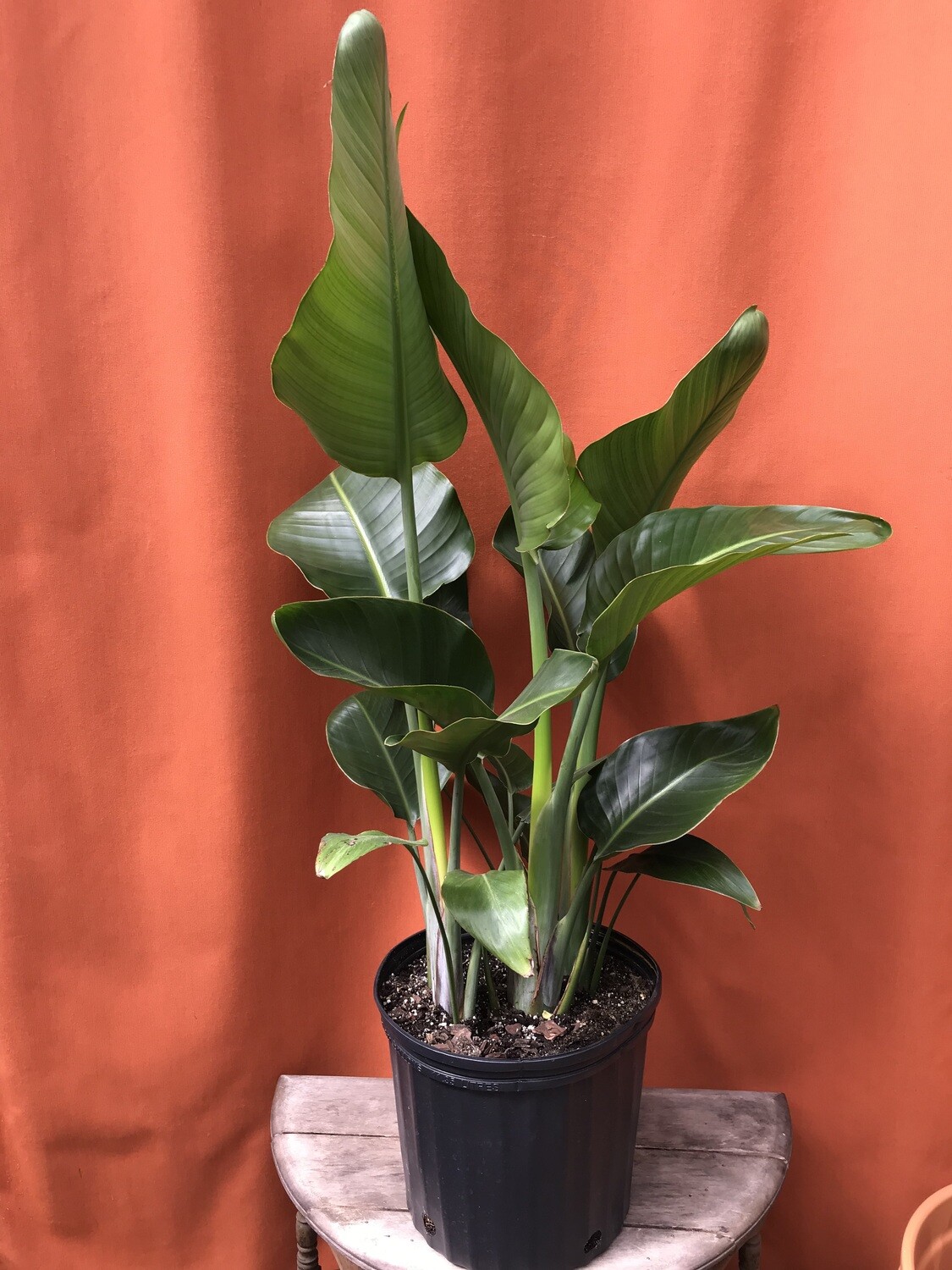 Bird of Paradise - White, Strelitzia nicolai 10&quot;