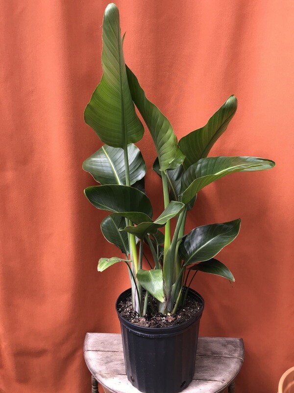 Bird of Paradise - White, Strelitzia nicolai 10&quot;
