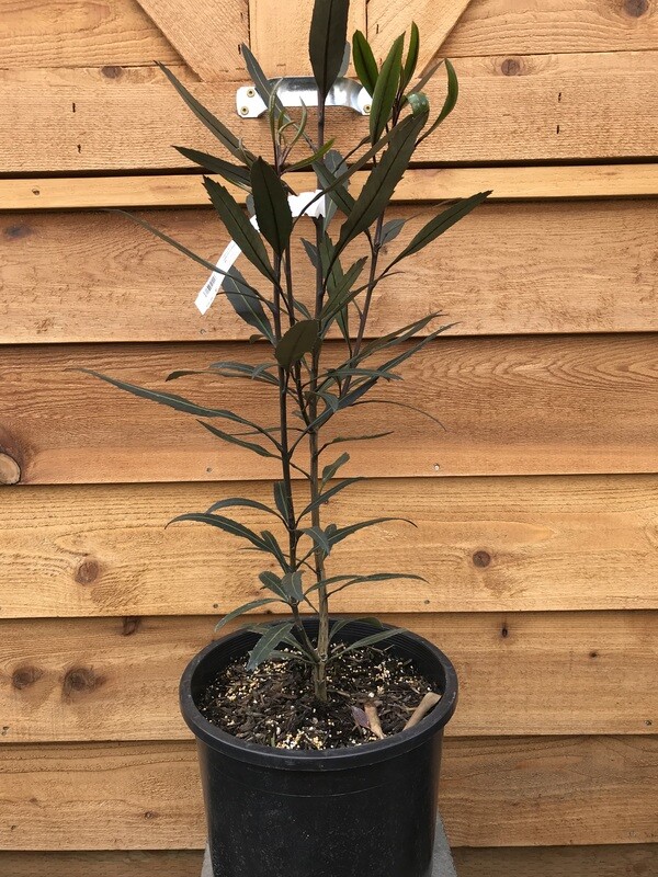 Pseudopanax &#39;Sabre&#39; #5