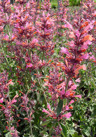 Agastache &#39;Sunrise Salmon/Pink&#39; 1gal