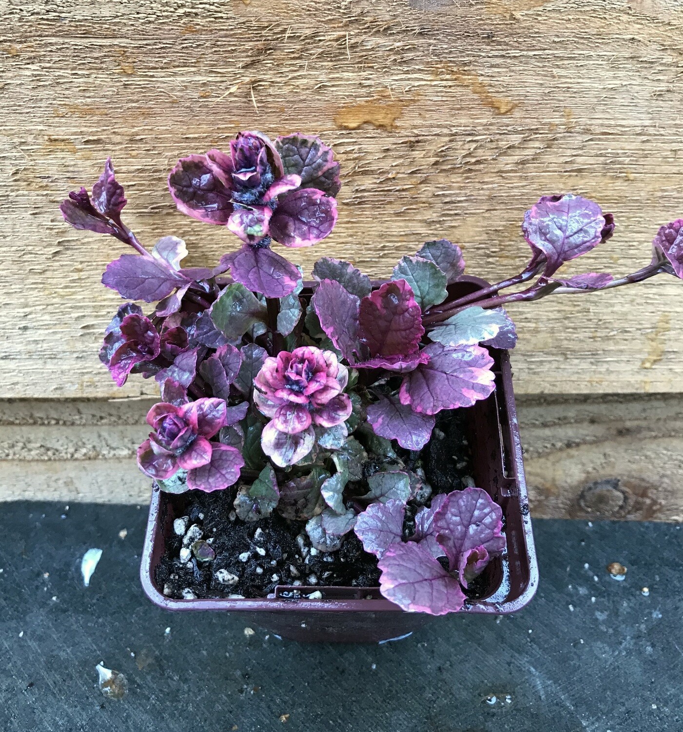 Bugleweed, Ajuga reptans &#39;Burgundy Glow&#39; 4&quot;