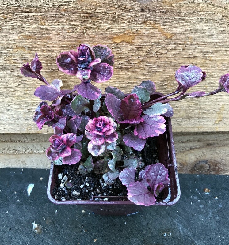 Bugleweed, Ajuga reptans &#39;Burgundy Glow&#39; 4&quot;