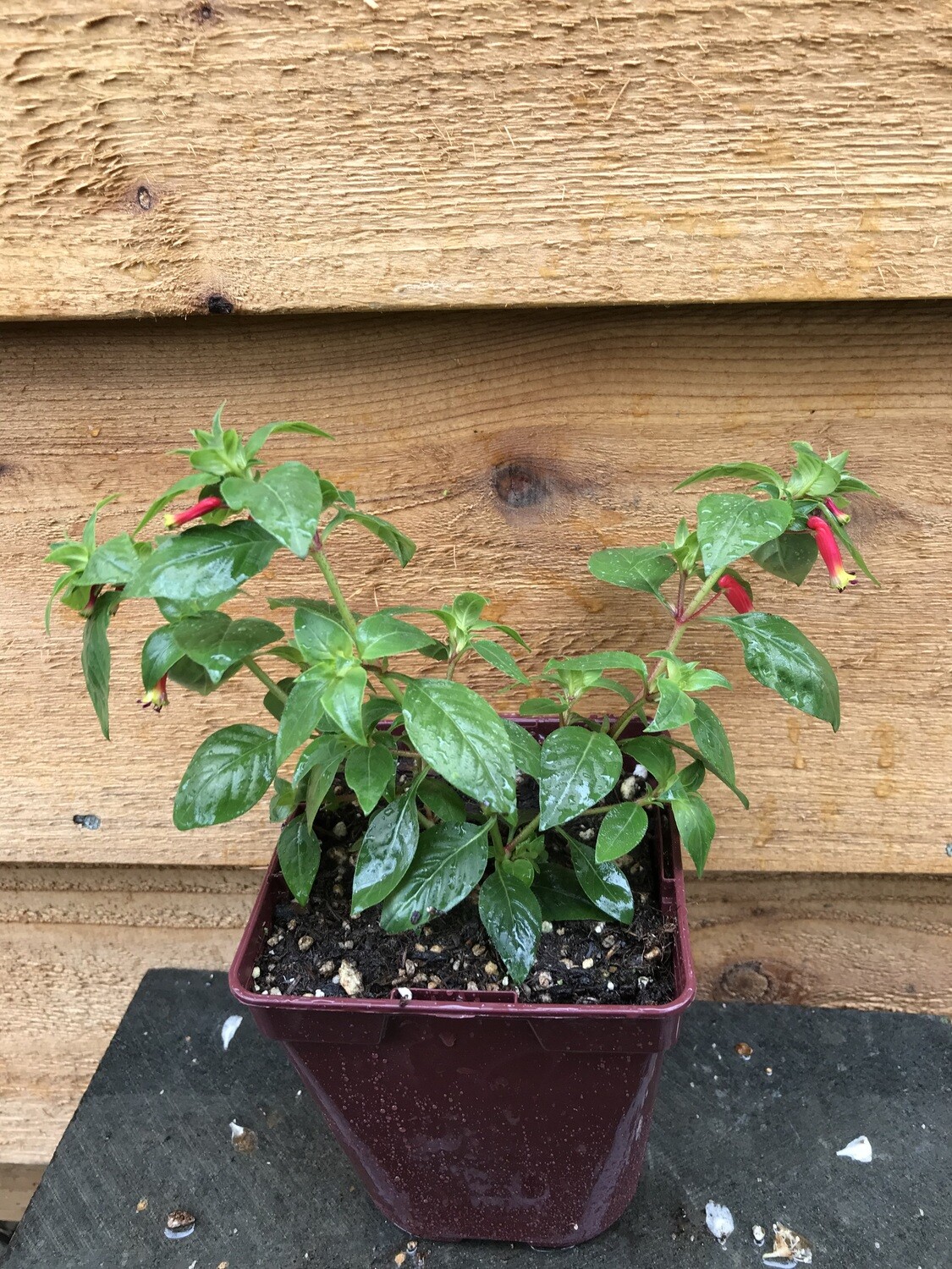Cuphea &#39;Honeybells&#39; Qt