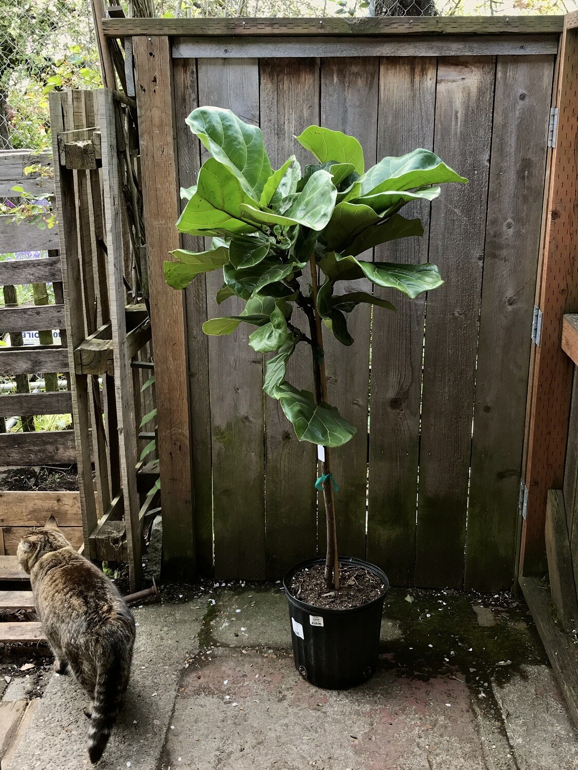 Fiddle Leaf Fig, Ficus lyrata - standard 10&quot;