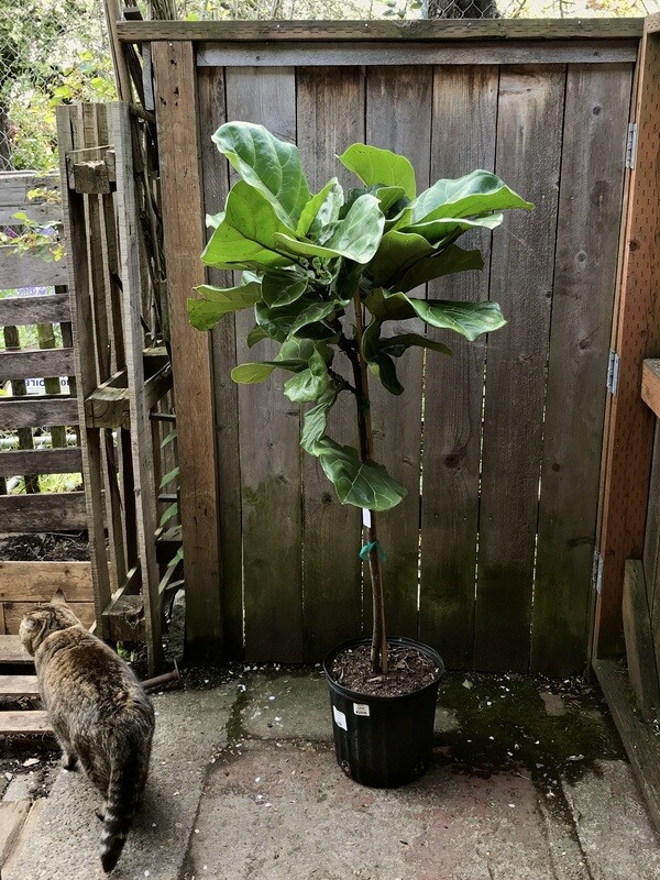 Fiddle Leaf Fig, Ficus lyrata - standard 10&quot;