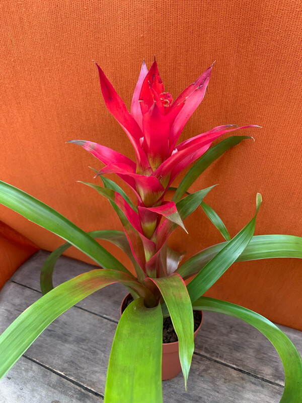 Bromeliad Guzmania Pink 4&quot;