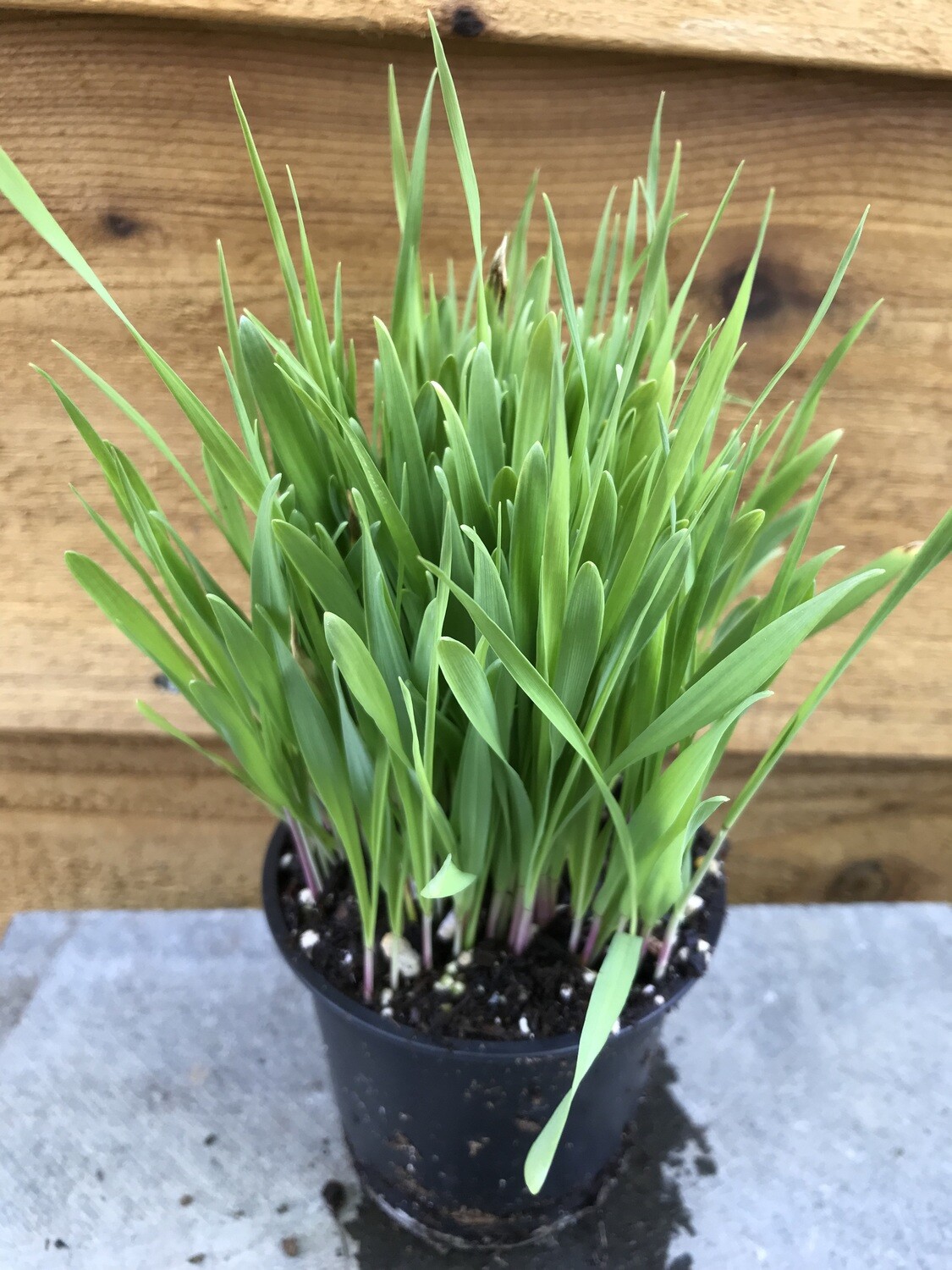 Cat Grass 4&quot;