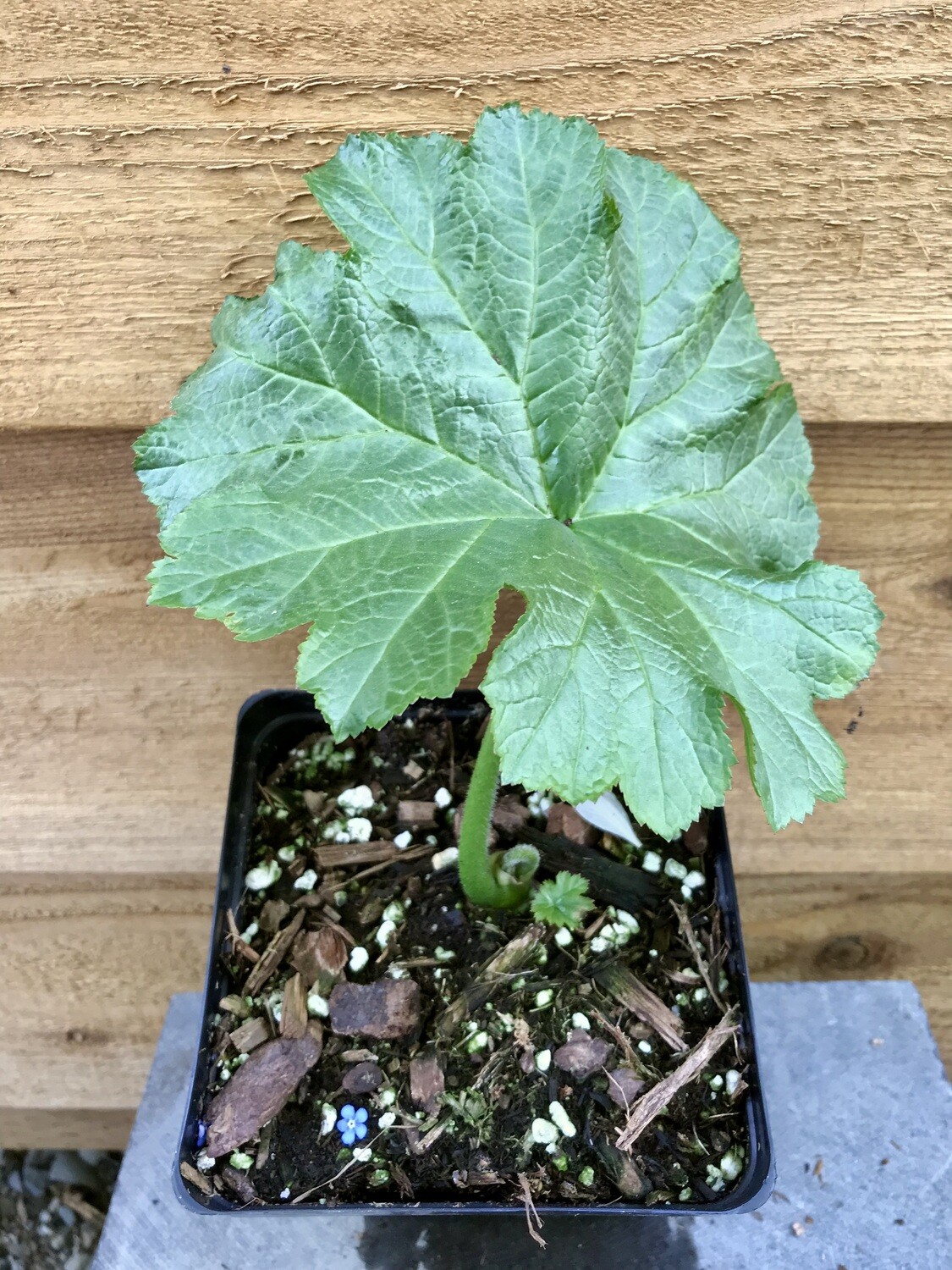 Umbrella Plant, Darmera peltata 1gal