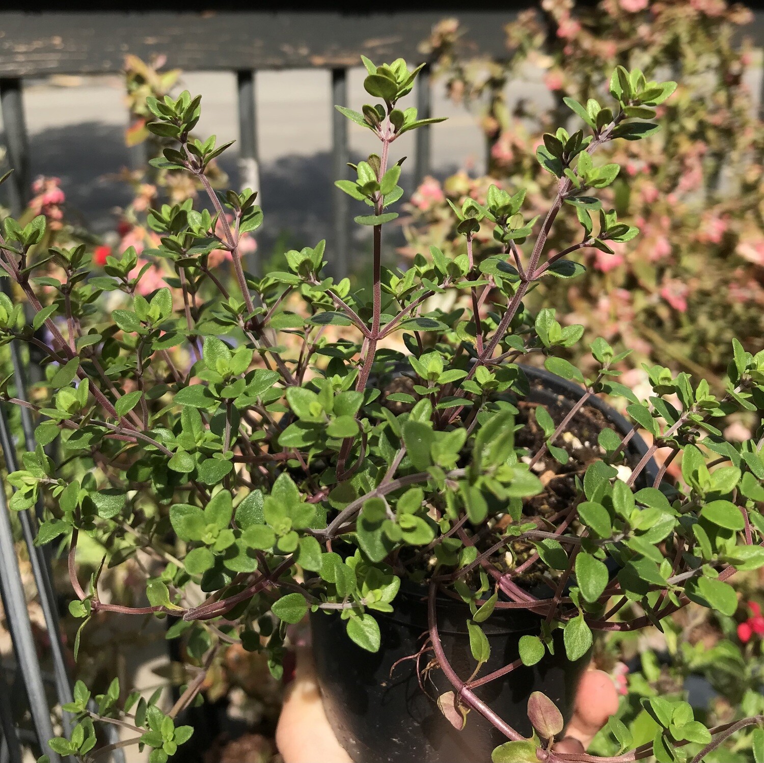 Thyme - Culinary, Thymus &#39;English&#39; 4&quot;