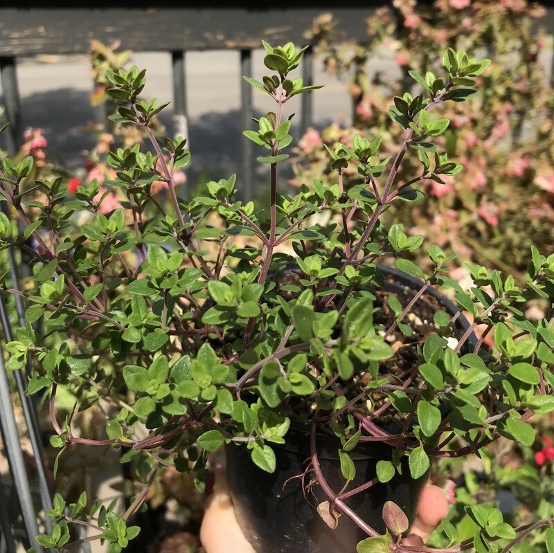 Thyme - Culinary, Thymus &#39;English&#39; 4&quot;