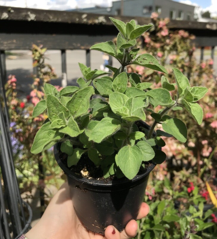 Oregano &#39;Hot and Spicy&#39; 4&quot;