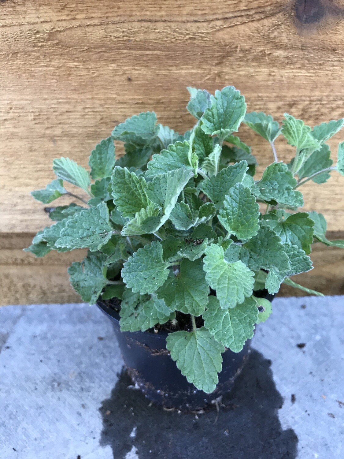 Catnip 4&quot;