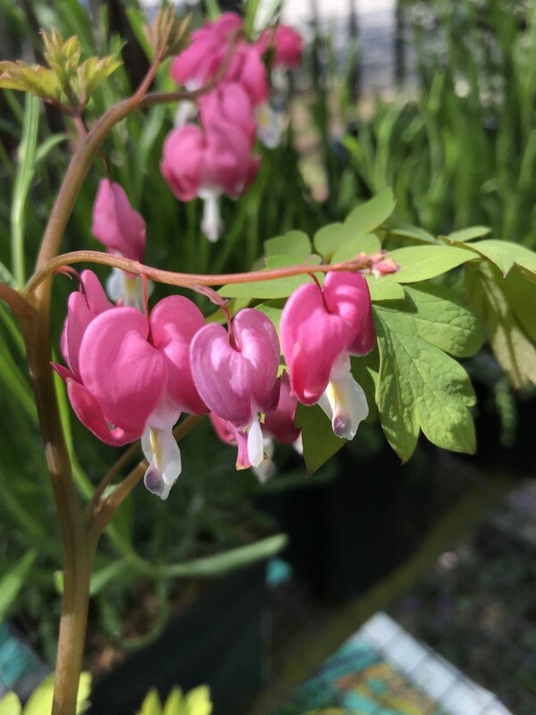 Bleeding Heart, Dicentra spectabilis &#39;Gold Heart&#39; Qt