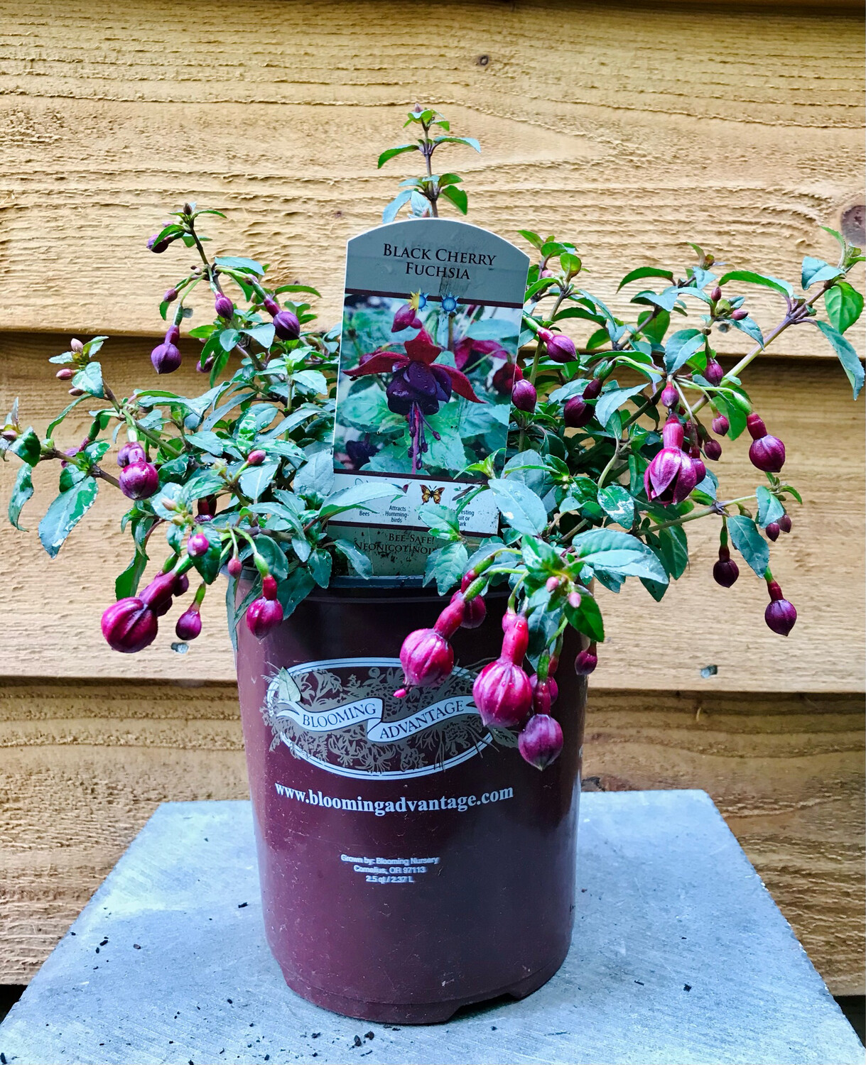 Fuchsia - Hardy, Fuchsia &#39;DeBrons Black Cherry&#39; 1gal