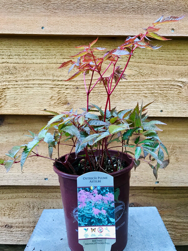 Astilbe &#39;Ostrich Plume&#39; 1gal