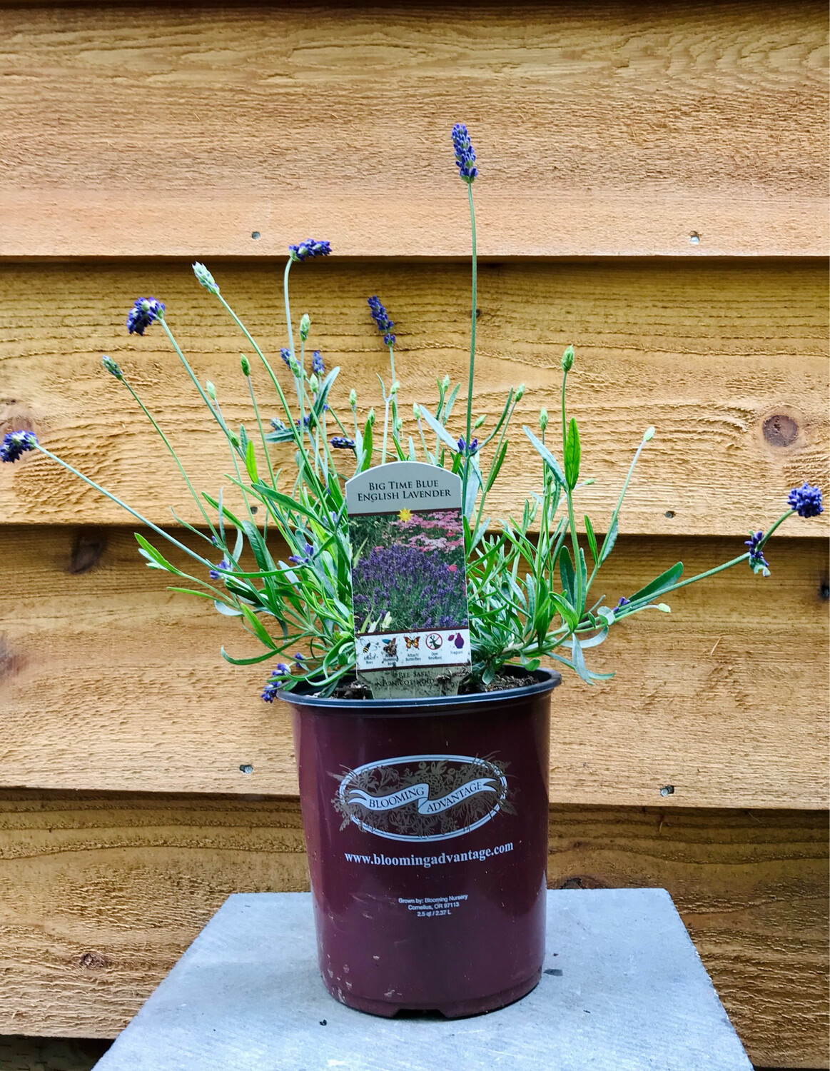 English Lavender, Lavender &#39;Big Time Blue&#39; 1gal