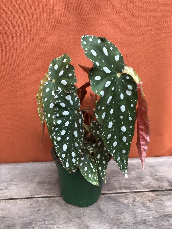 Polka Dot Begonia, Begonia maculata 4&quot;