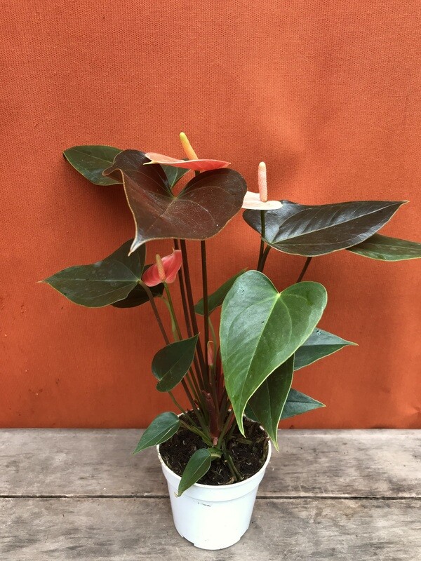 Anthurium Flowering - Rainbow Champion 4&quot;