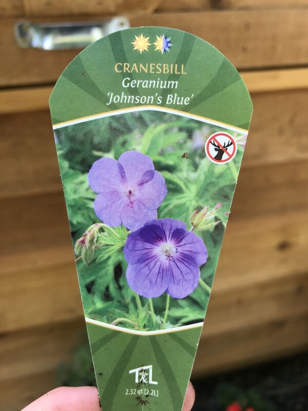 Geranium &#39;Johnson&#39;s Blue&#39; 1gal
