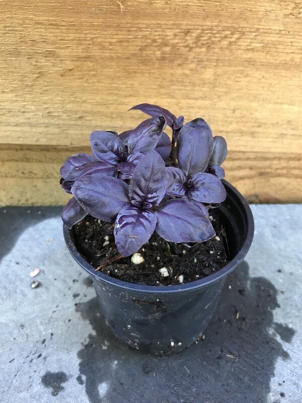 Basil &#39;Amethyst&#39; 4&quot;