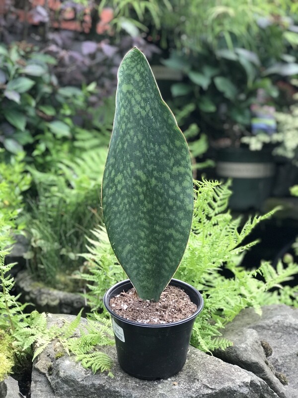 Sansevieria Masoniana Whale Fin 6&quot;