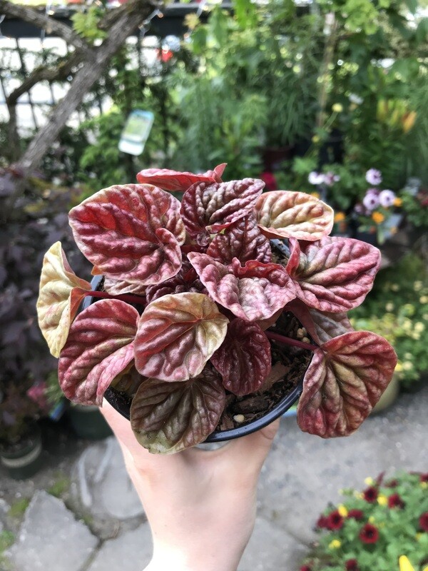 Peperomia caperata &#39;Quito&#39; 4&quot;