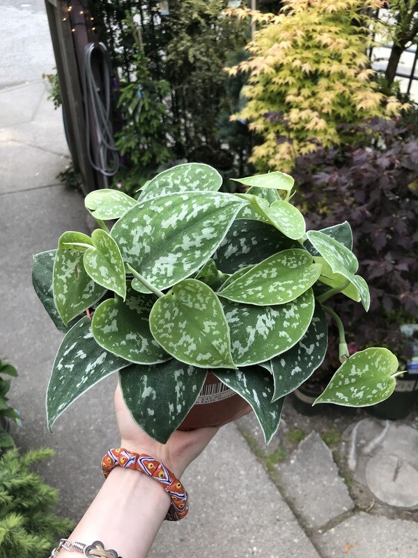 Pothos - Satin, Scindapsus pictus 6&quot;