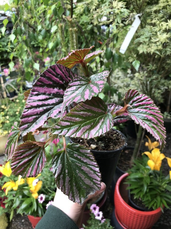 Begonia brevirimosa &#39;Exotica&#39; 4&quot;
