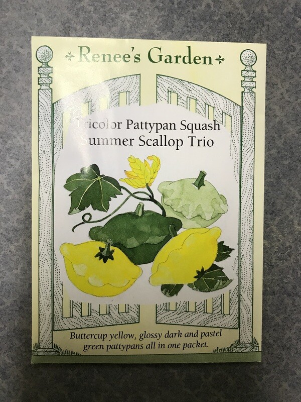Seeds - Squash Summer Scallop Trio
