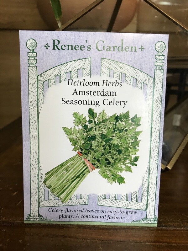Seeds - Celery Amsterdam