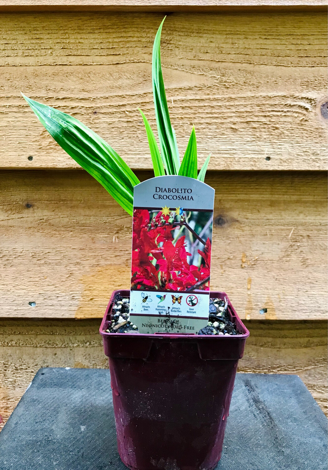 Crocosmia &#39;Diablito&#39; QT